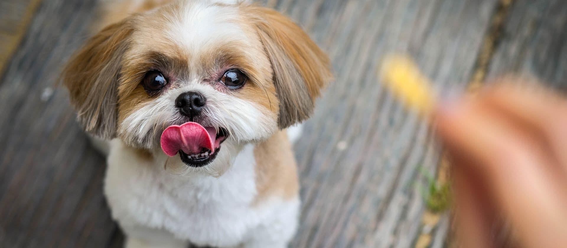 Câine Shih Tzu care își linge boticul
